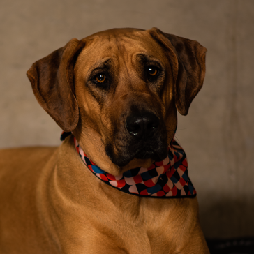 Urbanpaws Marley Dog Bandana