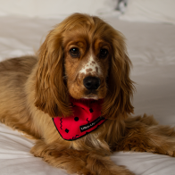 Urbanpaws Lula Dog Bandana