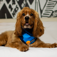 Urbanpaws Mutley Dog Bandana