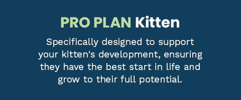 Kitten